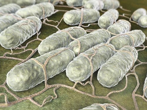 Salmonella Promote Host Survival During Infection
