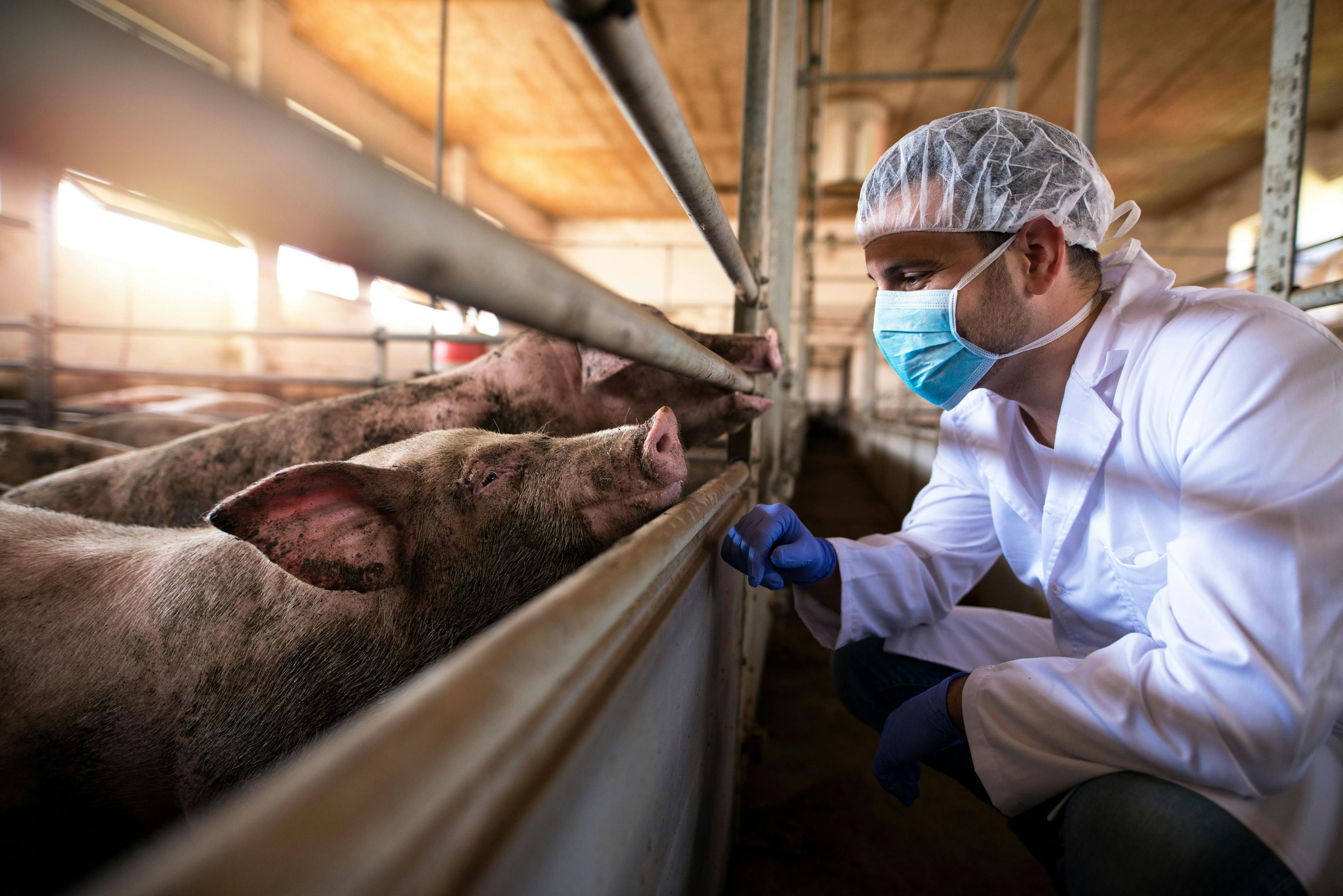 C Difficile May Spread Zoonotically Between Pigs and Humans