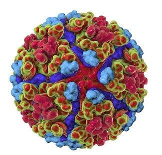 New Synthetic Vaccine Targets Chikungunya Virus