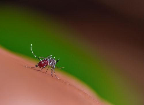 Researchers Estimate Optimal Temperature for Aedes Arbovirus Transmission