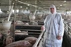 Hog Workers More Likely to Carry Staphylococcus aureus Bacteria