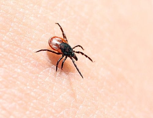 Risk of Tick-Borne Disease May Be "Drastically Underestimated" in Western US