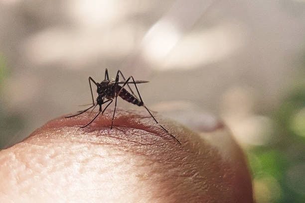 Mosquito | Image credits: Unsplash