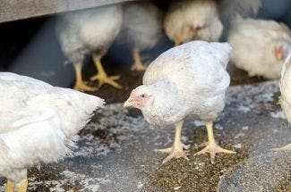 Salmonella Outbreak Linked to Contact With Live Poultry Reported in 21 States