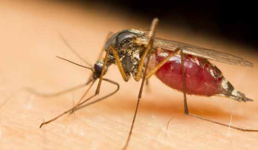 Rising Dengue Fever Cases Carry One Health Implications